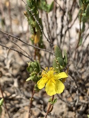 Helianthemum polygonoides