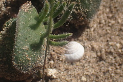 Eriospermum alcicorne