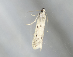 Homoeosoma nebulella