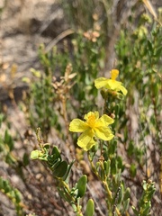 Helianthemum polygonoides