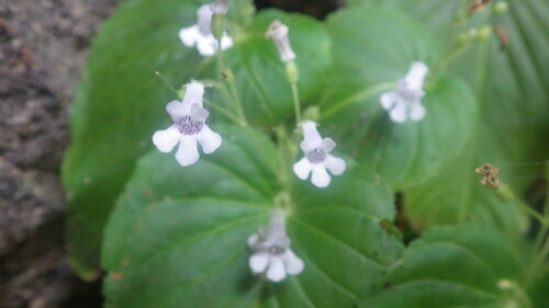 Streptocarpus capuronii