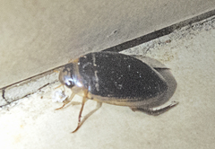Hydaticus transversalis