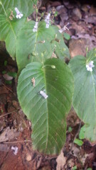Streptocarpus capuronii image