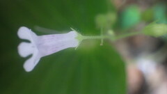 Streptocarpus capuronii image