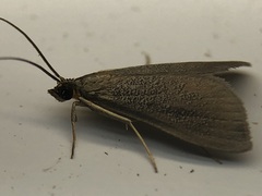 Pyrausta demantrialis