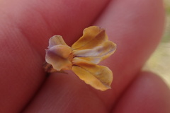 Lobelia capillifolia