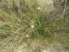 Lobelia capillifolia
