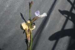 Lobelia capillifolia