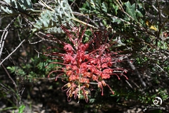 Grevillea bipinnatifida
