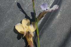 Lobelia capillifolia