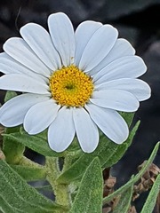 Osmitopsis asteriscoides