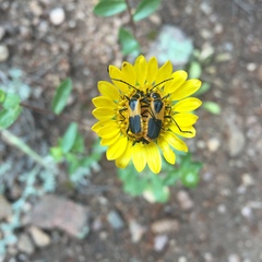 Chauliognathus basalis
