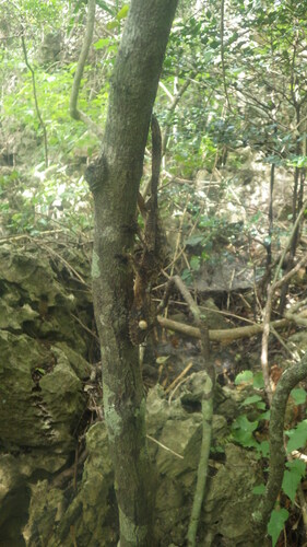 Uroplatus garamaso
