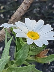 Osmitopsis asteriscoides
