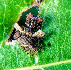 Phrynarachne ceylonica