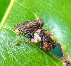 Phrynarachne ceylonica