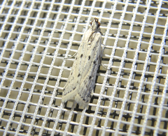 Homoeosoma nebulella
