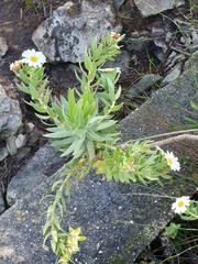 Osmitopsis asteriscoides