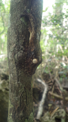 Uroplatus garamaso