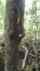 Uroplatus