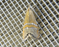 Euchromius bella