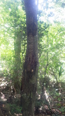 Uroplatus