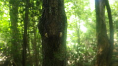 Uroplatus
