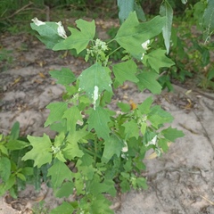 Chenopodium acerifolium