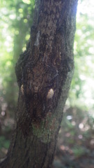 Uroplatus