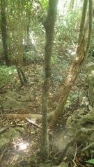 Uroplatus