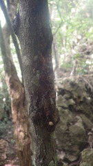 Uroplatus