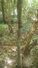 Uroplatus