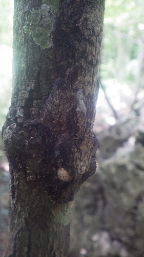 Uroplatus garamaso