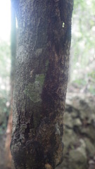 Uroplatus