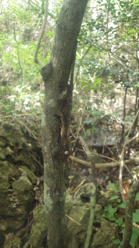 Uroplatus garamaso