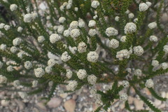 Phylica laevigata