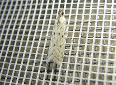 Homoeosoma nebulella