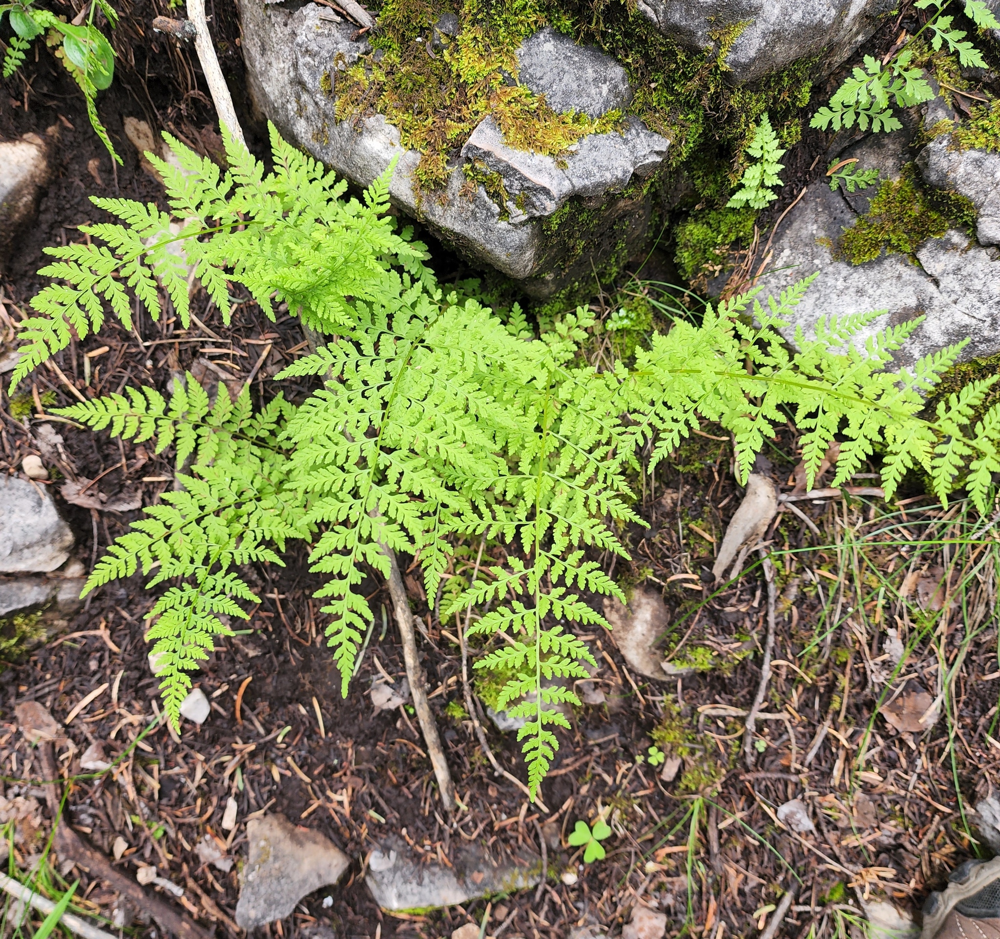 Cystopteris reevesiana