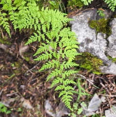 Cystopteris reevesiana