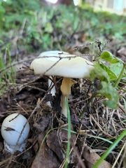Amanita magnivelaris