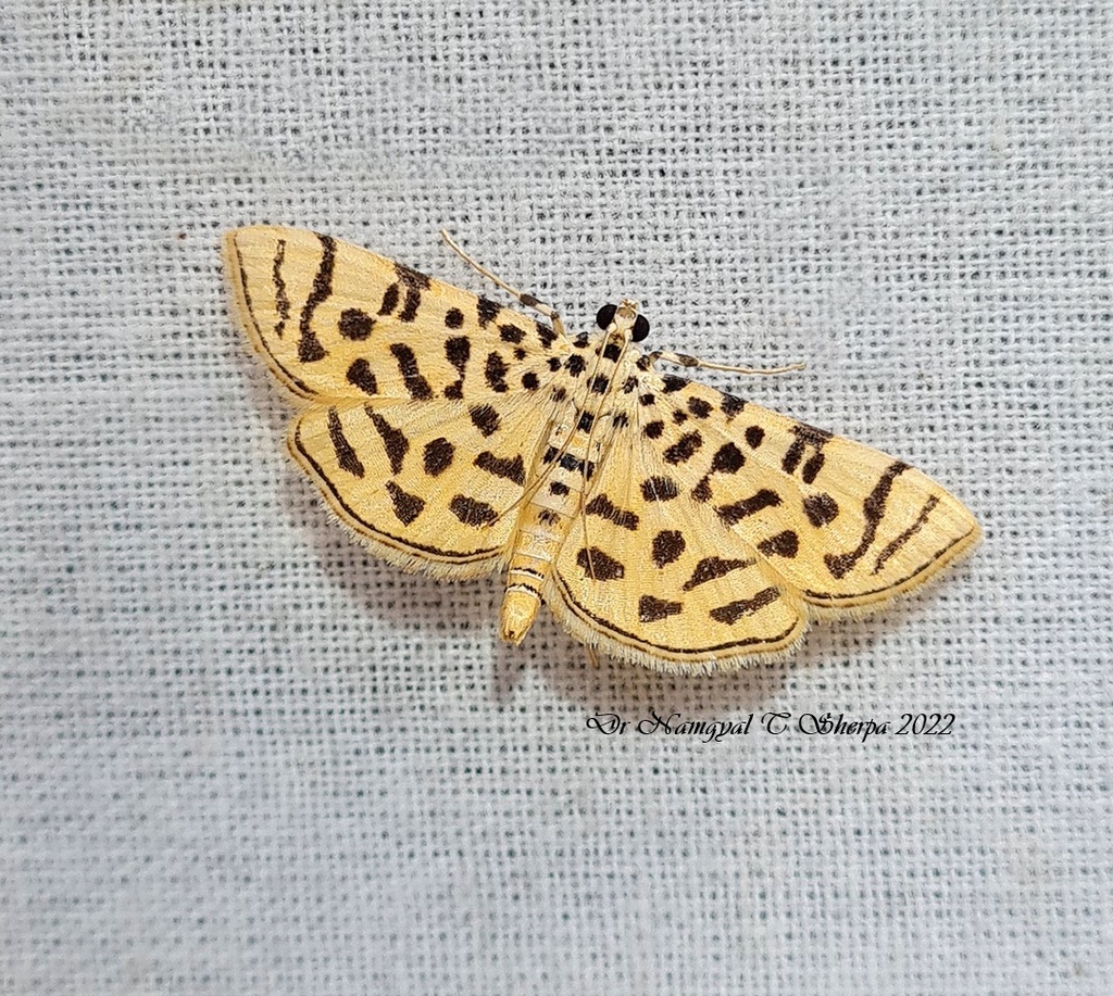 Dichocrocis bistrigalis
