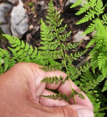 Cystopteris reevesiana