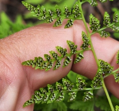Cystopteris reevesiana
