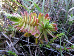 Crassula ciliata