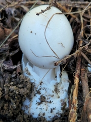 Amanita magnivelaris