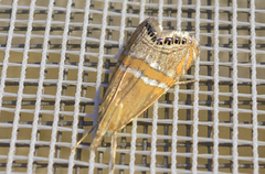 Euchromius bella