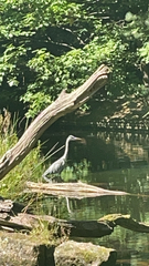 Ardea cinerea
