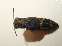 Ontholestes haroldi
