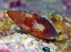 Pardalinops marmorata