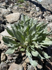 Senecio elmeri